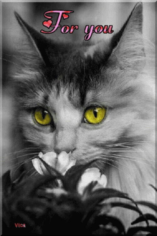 Monochromatic Thank You Cat GIF