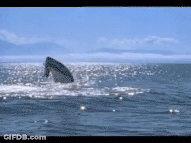 Monster Mosasaurus Throw GIF