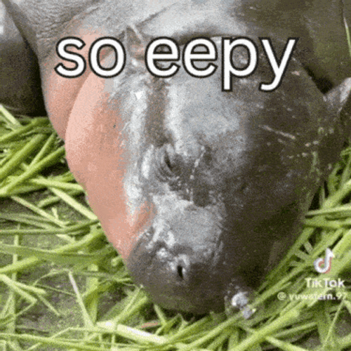 Moo Deng Eepy Moo Deng Sleepy GIF