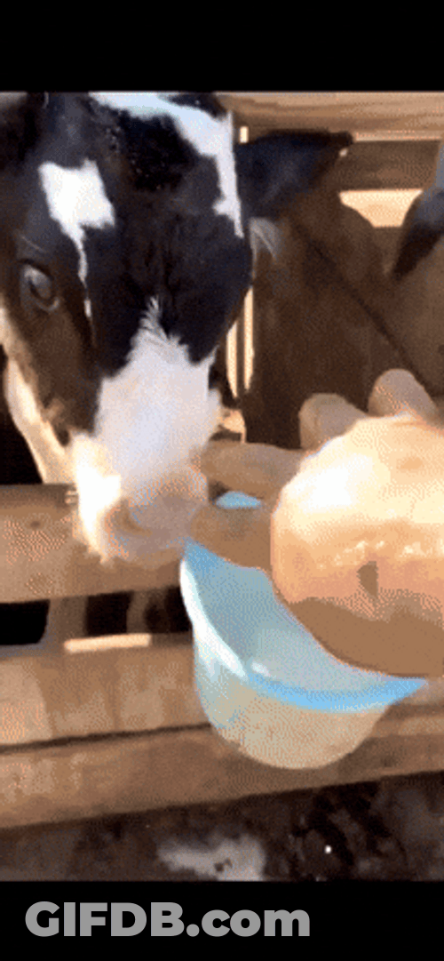 Moo Milk Feast GIF