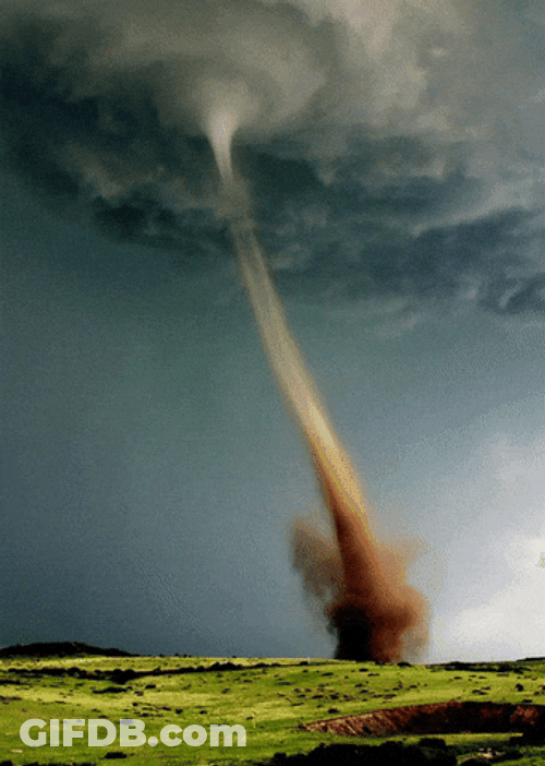 Moo On A Tornado GIF