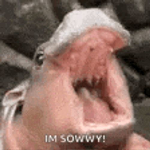 Moodeng GIF