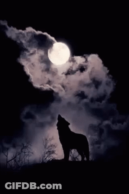 Moon Wolf Howl Silhouette GIF