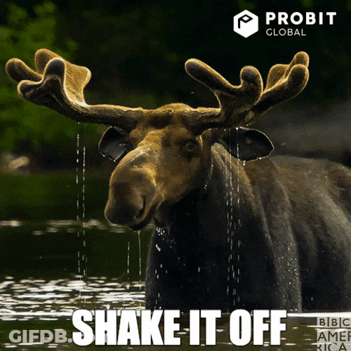 Moose GIF