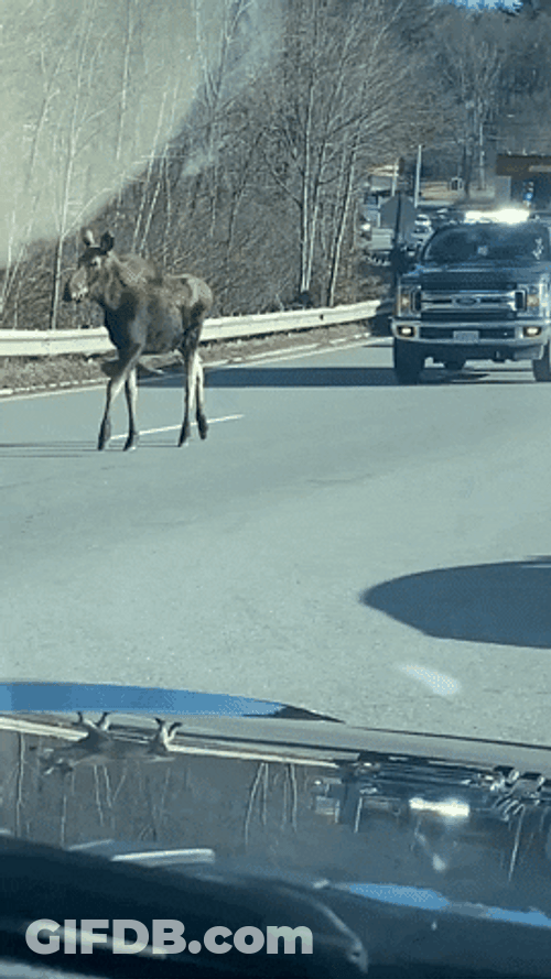 Moose GIF