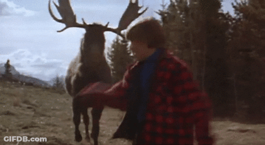 Moose Chasing A Man GIF
