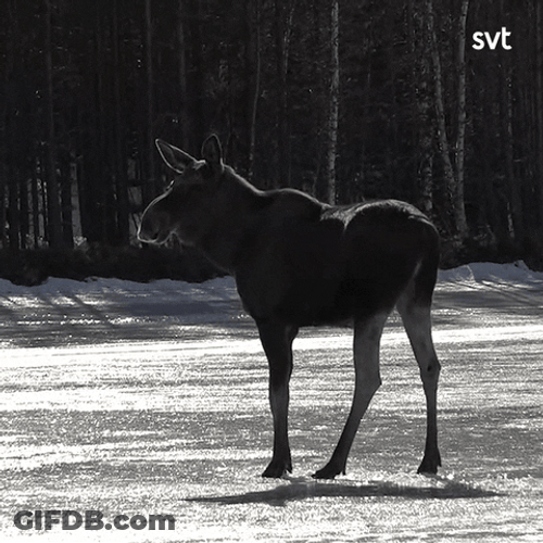 Moose Falls In The Hole GIF