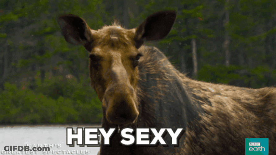 Moose Hey Sexy GIF