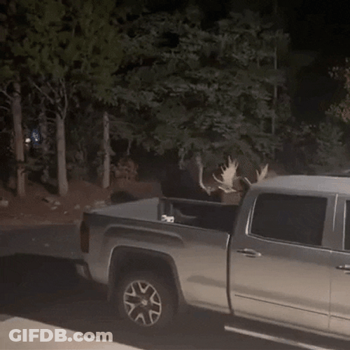 Moose Jumping In The Car GIF