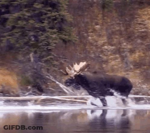 Moose Jumping Into River With Log GIF
