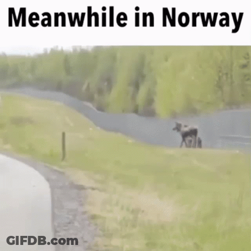 Moose Standing By Road With Meanwhile In Norway GIF