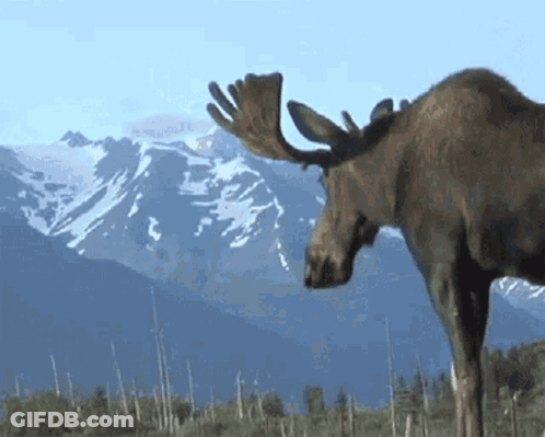 Moose Standing In Grass With Mountains GIF