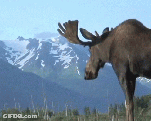 Moose Standing In Mountain Range GIF