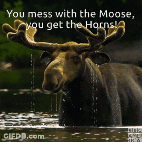 Moose Standing In Water With Caption You Mess With The Moose You Get The Horns GIF