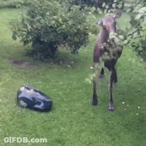 Moose Stop The Lawn Mower GIF
