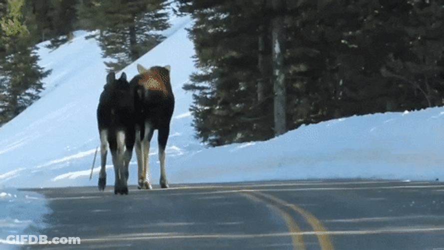 Moose Strolling On The Road GIF