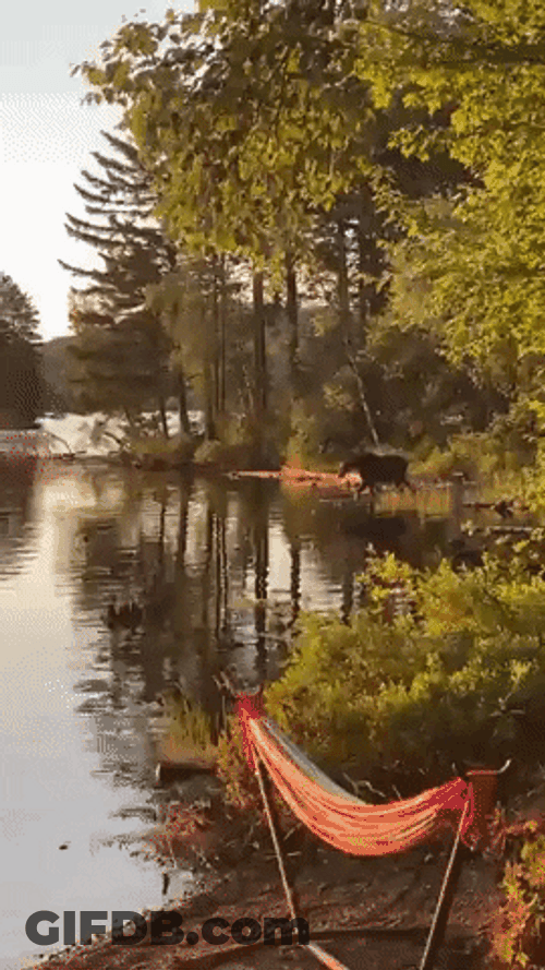 Moose Taking A Dip In The Pond GIF