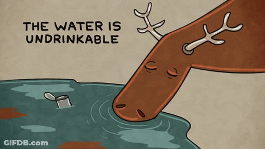 Moose The Water Is Undrinkable GIF