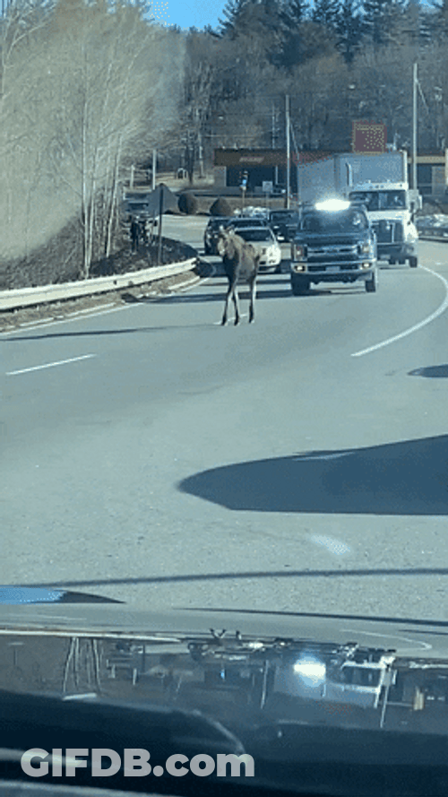 Moose Walking In The Highway GIF