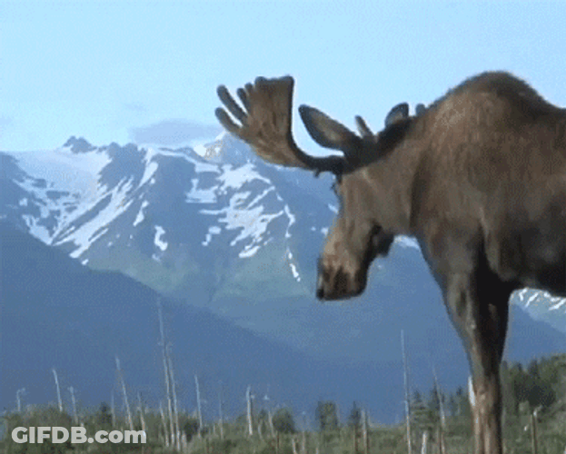 Moose Walking In The Mountain GIF