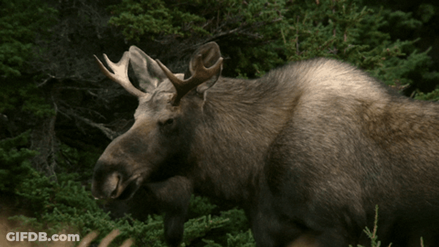 Moose Watchful Gaze GIF