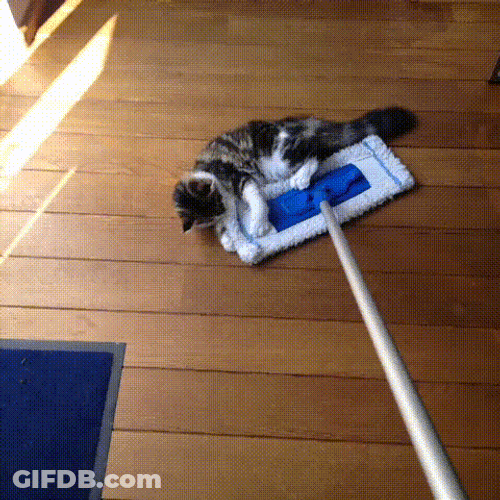 Mop Dragging Two Cats GIF