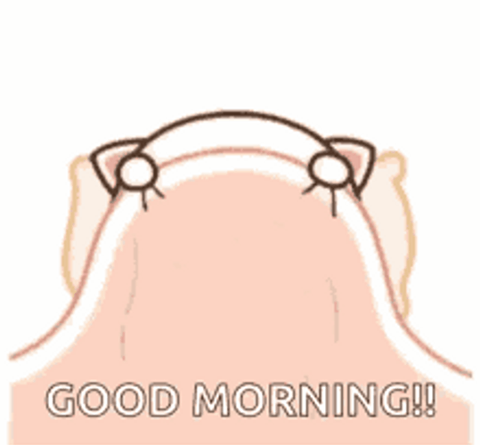 Morning Cat Peekaboo GIF