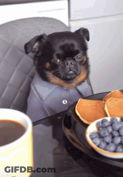 Morning Coffee Dog Upset Tired Miserable Pancakes Breakfast Morning GIF