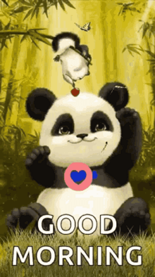 Morning Panda GIF