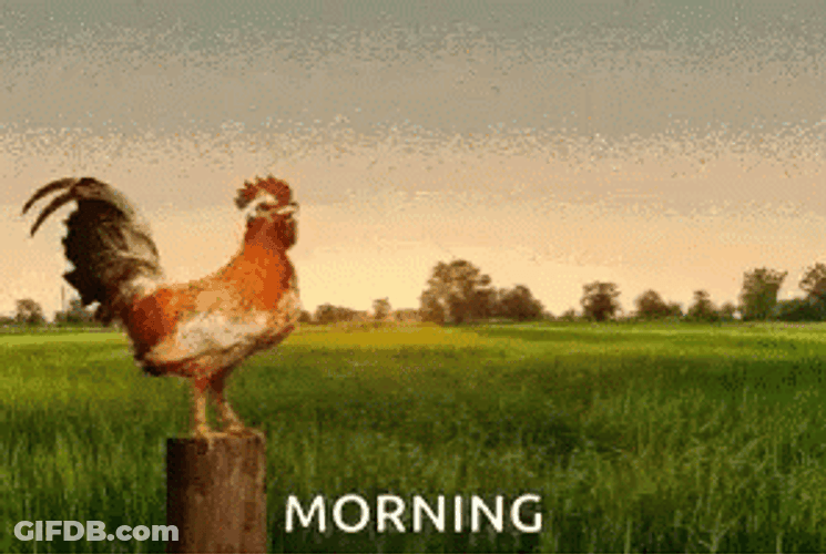 Morning Sunrise Rooster Crocking GIF
