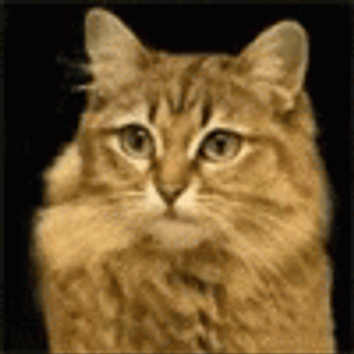 Morph Cat Tiger GIF