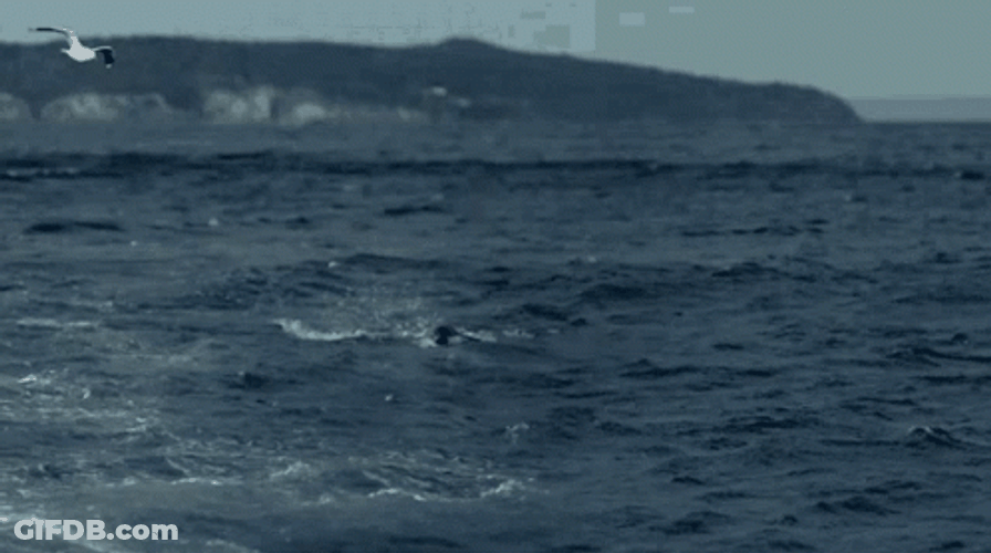 Mosasaurus Great Catching Shark GIF