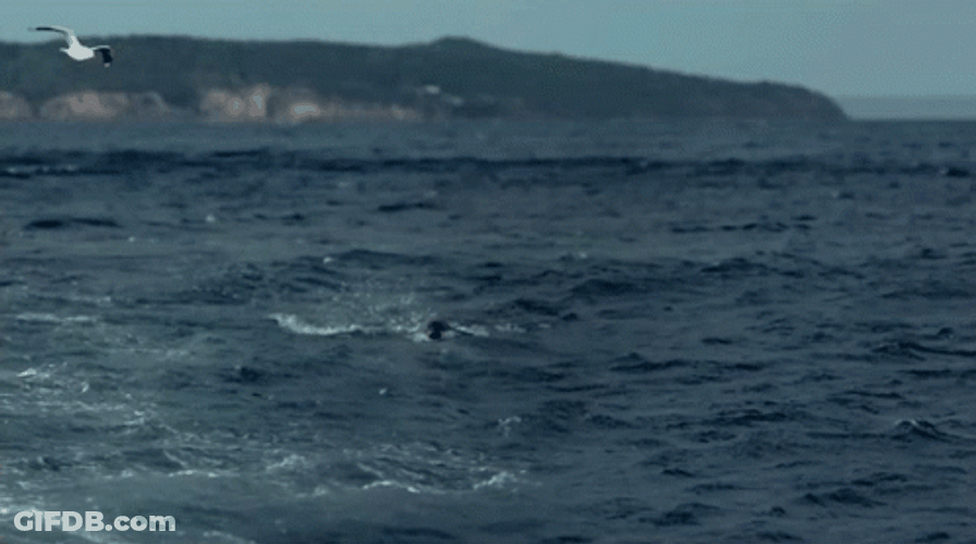 Mosasaurus Great Whale Shark GIF
