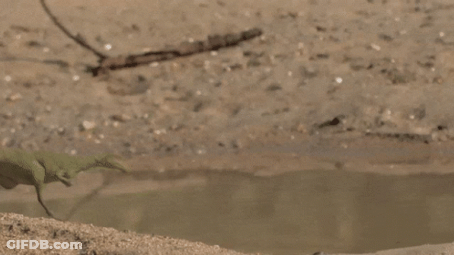 Mosasaurus Mass Murder Of Frog GIF