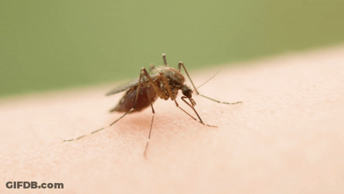 Mosquito Crawling On Arm GIF