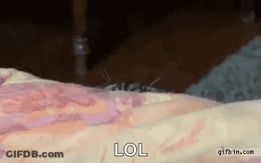Mosquito Crawling On Arm Saying LOL GIF