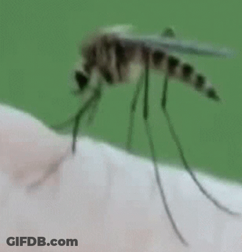 Mosquito Crawling On Arm GIF