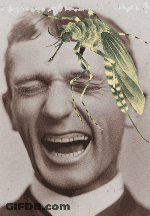 Mosquito Face Filter GIF