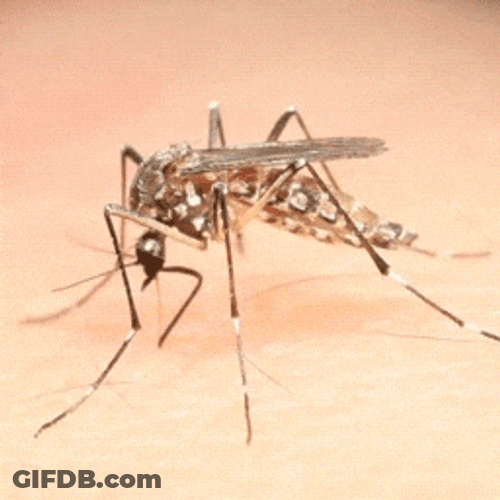 Mosquito Long Legs GIF