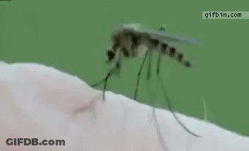 Mosquito On Arm With Word Mosquito GIF