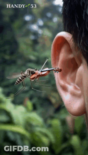 Mosquito Playing Violin In Man's Ear GIF