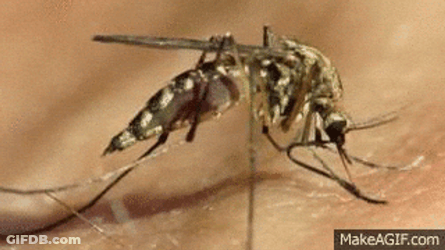 Mosquito Serious Bite GIF