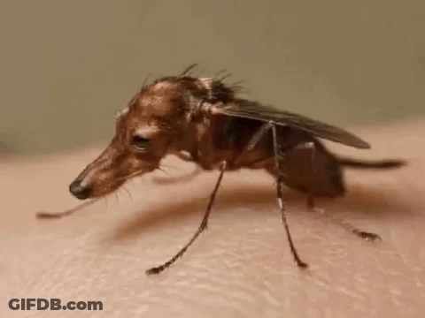 Mosquito With Dog Head On Arm GIF