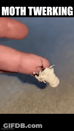 Moth Crawling Saying Moth Twerking GIF