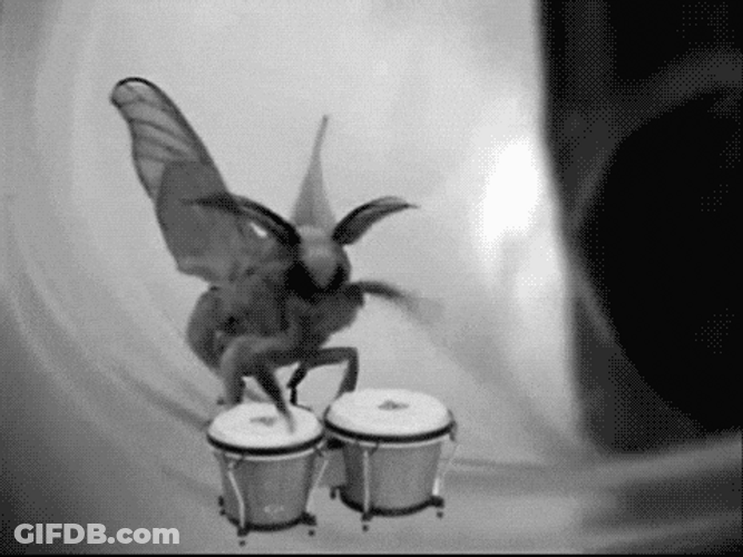 Moth Doing Drums GIF