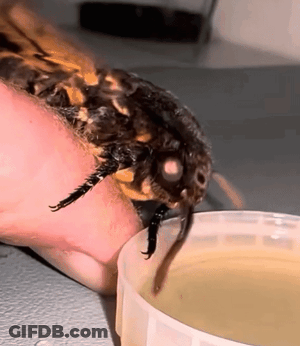 Moth Drinking From Liquid Container GIF