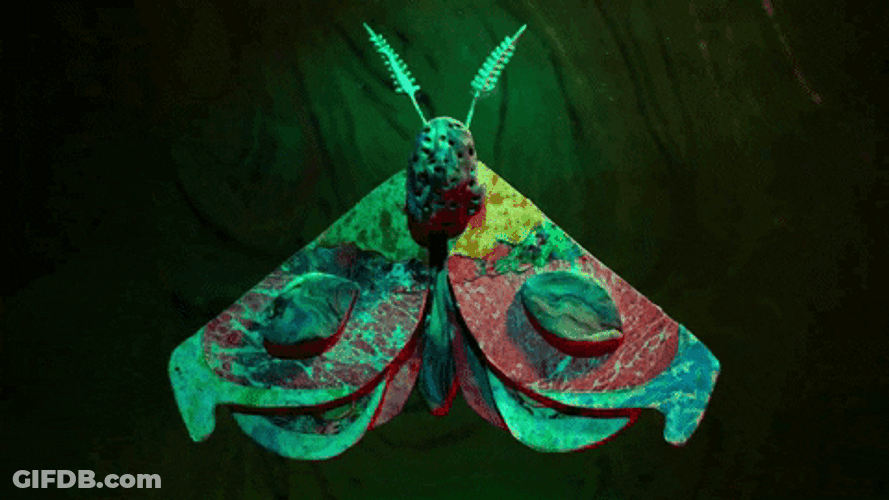 Moth Eye Wings GIF