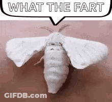 Moth Guy + Monday GIF