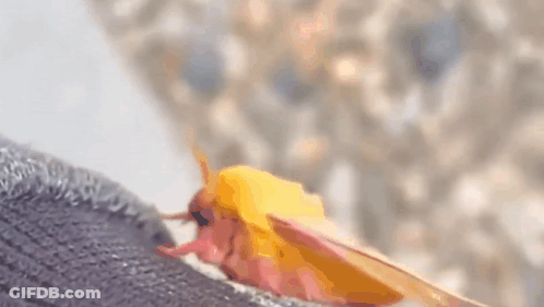 Moth On Socks GIF