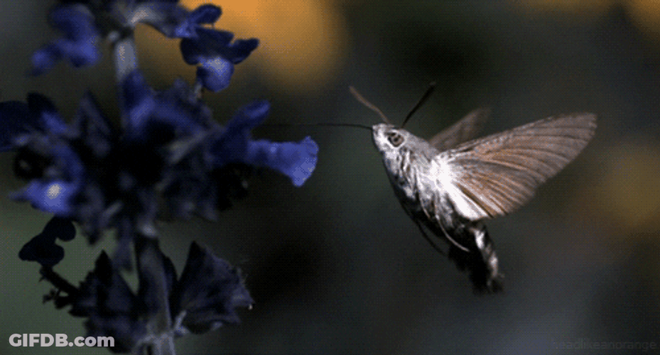 Moth Plays On The Flowers GIF